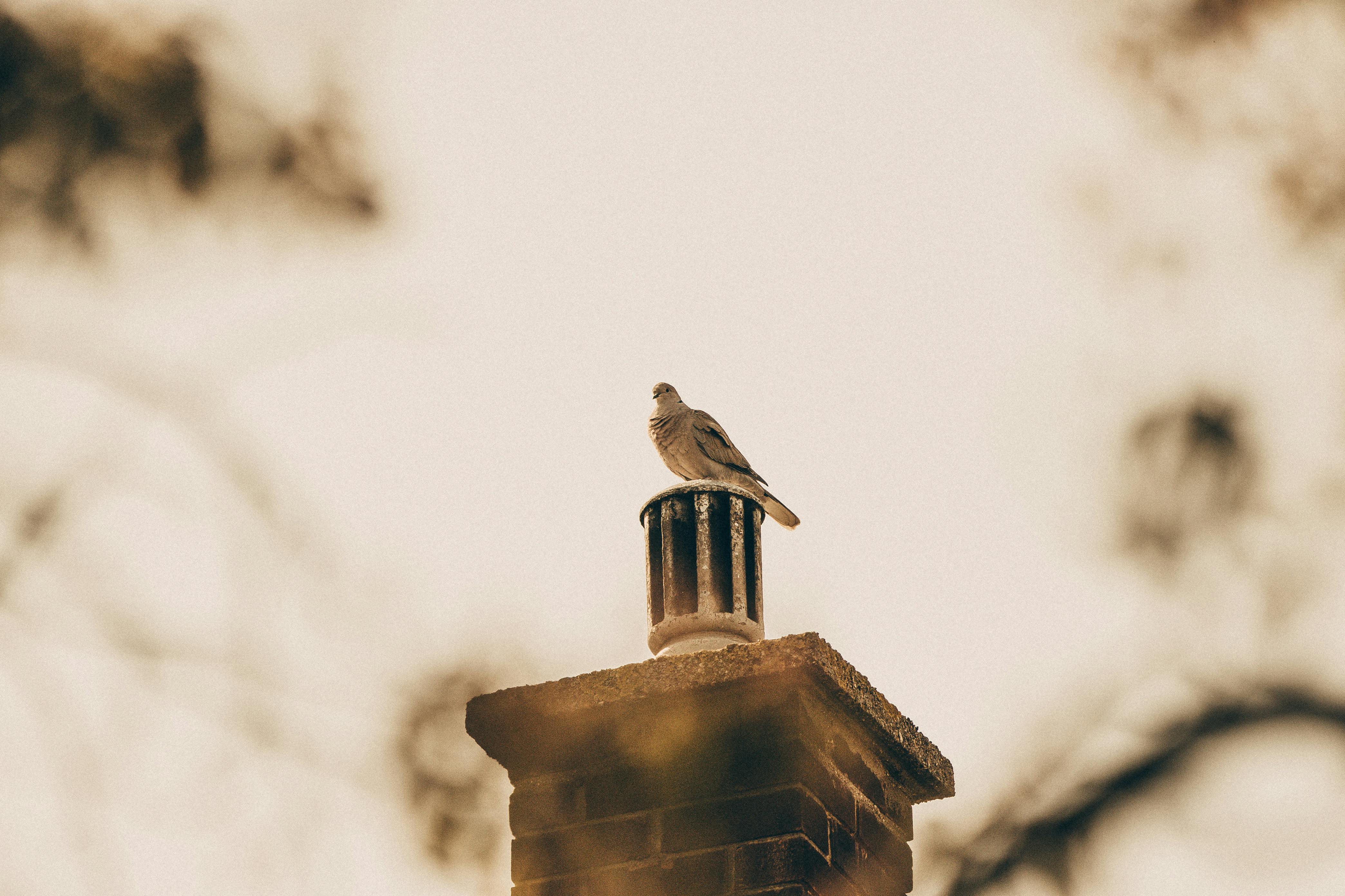 Professional Chimney Cap and Damper In Mclean Virginia